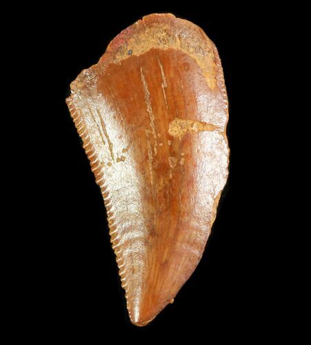 Serrated, Raptor Tooth - Morocco #73595